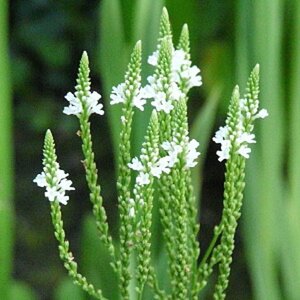 Verbena hastata 'Alba' geen maat specificatie 0,55L/P9cm