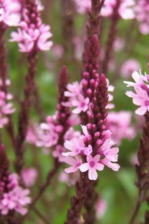 Verbena hastata geen maat specificatie 0,55L/P9cm - afbeelding 1