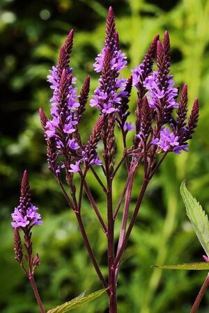 Verbena hastata geen maat specificatie 0,55L/P9cm - afbeelding 2