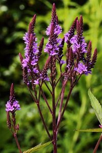 Verbena hastata geen maat specificatie 0,55L/P9cm - afbeelding 2