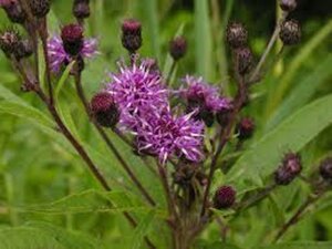 Vernonia noveboracensis geen maat specificatie 0,55L/P9cm