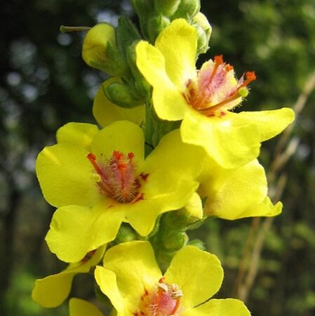 Verbascum nigrum geen maat specificatie 0,55L/P9cm - afbeelding 3