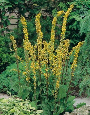 Verbascum nigrum geen maat specificatie 0,55L/P9cm - afbeelding 4