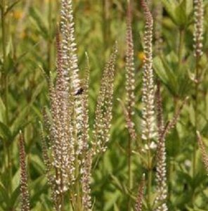 Veronicastrum virg. 'Diana' geen maat specificatie 0,55L/P9cm - afbeelding 2