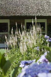 Veronicastrum virginicum geen maat specificatie 0,55L/P9cm