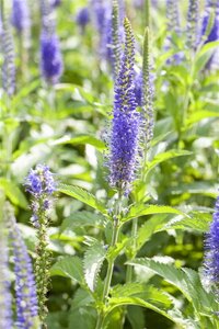 Veronicastrum virginicum geen maat specificatie 0,55L/P9cm - afbeelding 3