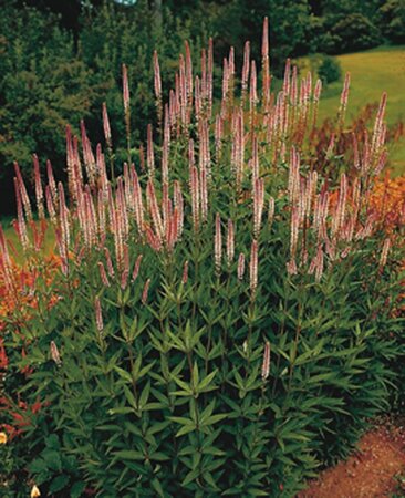 Veronicastrum virg. 'Pink Glow' geen maat specificatie 0,55L/P9cm - afbeelding 1