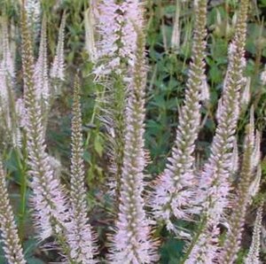 Veronicastrum virg. 'Pink Glow' geen maat specificatie 0,55L/P9cm - afbeelding 2
