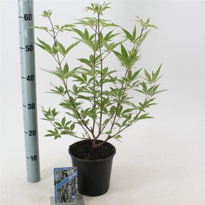 Vitex agnus-castus 30-35 cm cont. 2,0L - afbeelding 1