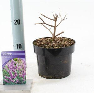 Vitex agnus-castus 30-35 cm cont. 2,0L - afbeelding 2