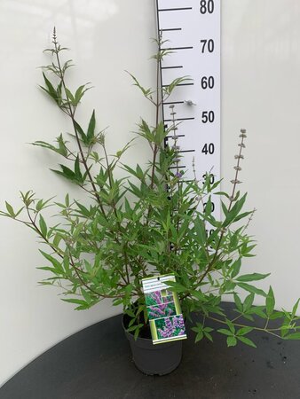 Vitex agnus-castus 50-60 cm cont. 3,0L - afbeelding 1