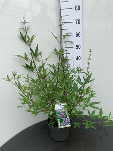 Vitex agnus-castus 50-60 cm cont. 3,0L - afbeelding 2