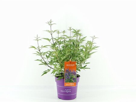 Vitex agnus-castus Delta Blues 30-40 cm cont. 3,0L - afbeelding 1