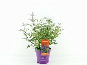 Vitex agnus-castus Delta Blues 30-40 cm cont. 3,0L