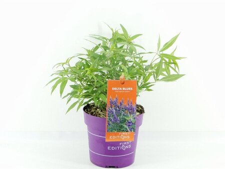 Vitex agnus-castus Delta Blues 30-40 cm cont. 3,0L - afbeelding 3