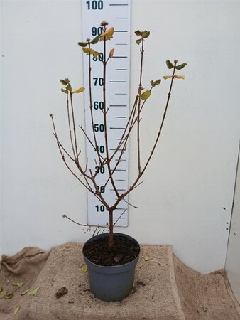 Viburnum burkw. 'Anne Russell' 50-60 cm cont. 5,0L - afbeelding 1