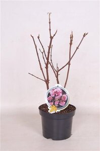 Viburnum bodn. 'Charles Lamont' 40-50 cm cont. 3,0L