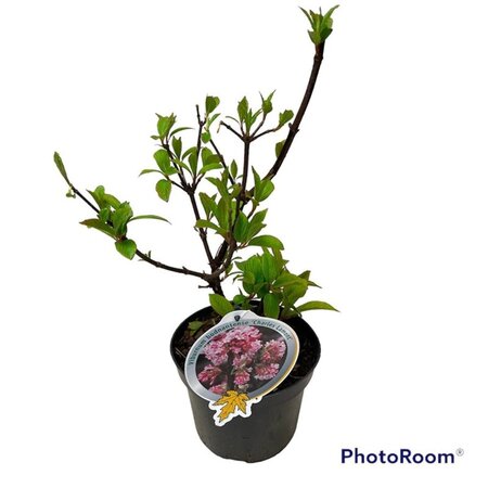 Viburnum bodn. 'Charles Lamont' 40-50 cm cont. 3,0L - afbeelding 4