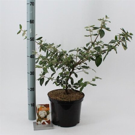 Viburnum burkw. 'Conoy' 30-40 cm cont. 5,0L
