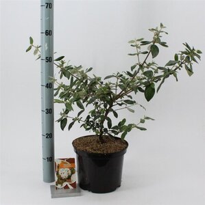 Viburnum burkw. 'Conoy' 30-40 cm cont. 5,0L