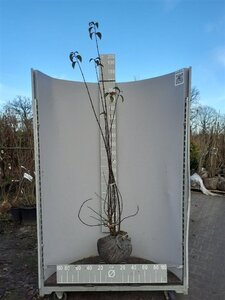 Viburnum bodn. 'Dawn' 150-175 cm met kluit