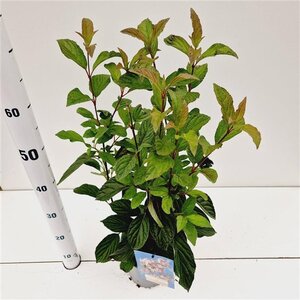 Viburnum bodn. 'Dawn' 40-50 cm cont. 2,5L