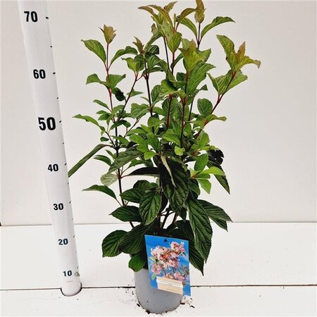Viburnum bodn. 'Dawn' 40-50 cm cont. 2,5L - afbeelding 2