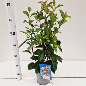 Viburnum bodn. 'Dawn' 40-50 cm cont. 2,5L - afbeelding 2