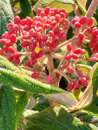 Viburnum rhytidophyllum 60-80 cm met kluit - afbeelding 4