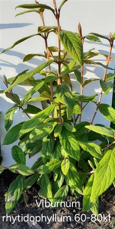 Viburnum rhytidophyllum 60-80 cm met kluit - afbeelding 4
