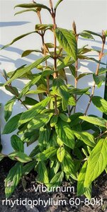 Viburnum rhytidophyllum 60-80 cm met kluit - afbeelding 4