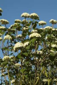 Viburnum burkwoodii 125-150 cm met kluit struik - afbeelding 2