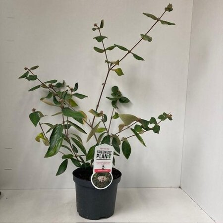 Viburnum burkwoodii 40-50 cm cont. 3,0L - afbeelding 2