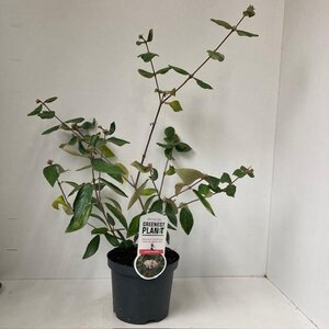 Viburnum burkwoodii 40-50 cm cont. 3,0L - afbeelding 2