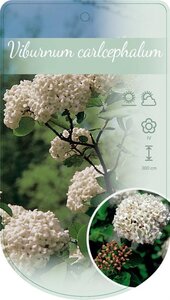 Viburnum carlcephalum 40-50 cm cont. 5,0L