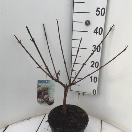 Viburnum carlcephalum 40-50 cm cont. 5,0L - afbeelding 2