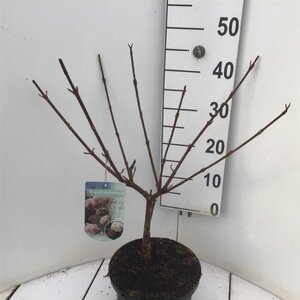 Viburnum carlcephalum 40-50 cm cont. 5,0L - afbeelding 2