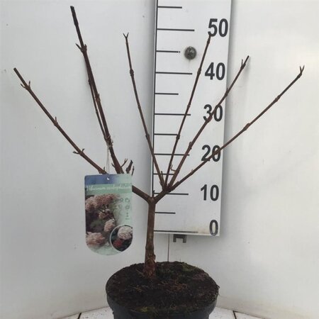 Viburnum carlcephalum 40-50 cm cont. 5,0L - afbeelding 3