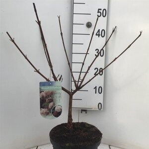 Viburnum carlcephalum 40-50 cm cont. 5,0L - afbeelding 3