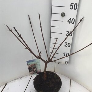 Viburnum carlcephalum 40-50 cm cont. 5,0L - afbeelding 4