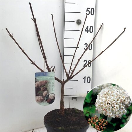 Viburnum carlcephalum 40-50 cm cont. 5,0L - afbeelding 5
