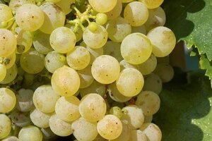 Vitis 'Chas. Doré de Fontainebleau' WIT 80-100 cm container