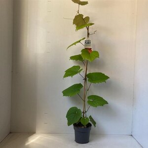 Vitis coignetiae 70 cm vierkant 2L