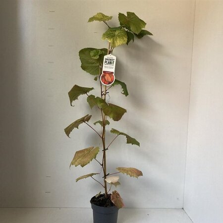 Vitis coignetiae 70 cm vierkant 2L - afbeelding 2