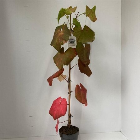 Vitis coignetiae 70 cm vierkant 2L - afbeelding 3