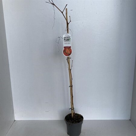 Vitis coignetiae 70 cm vierkant 2L - afbeelding 4