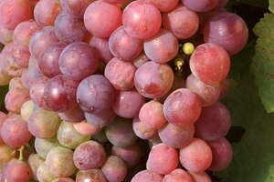Vitis 'Chasselas Rosé' ROZE geen maat specificatie container - afbeelding 2