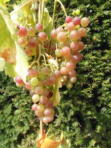 Vitis 'Chasselas Rosé' ROZE geen maat specificatie container - afbeelding 3