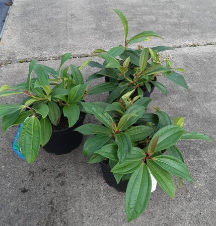 Viburnum davidii 20-25 cm cont. 3,0L - afbeelding 3