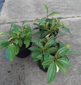 Viburnum davidii 20-25 cm cont. 3,0L - afbeelding 3